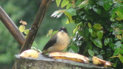 Trichothraupis melanops