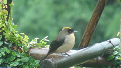 Trichothraupis melanops