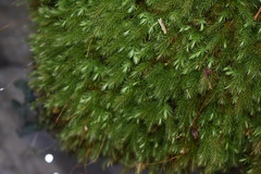 Pyrrhobryum spiniforme