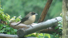 Trichothraupis melanops