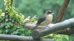 Trichothraupis melanops