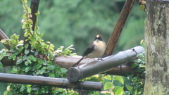 Trichothraupis melanops