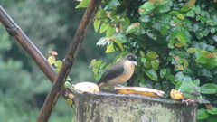 Trichothraupis melanops