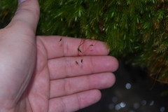 Pyrrhobryum spiniforme