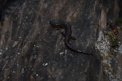 Desmognathus apalachicolae