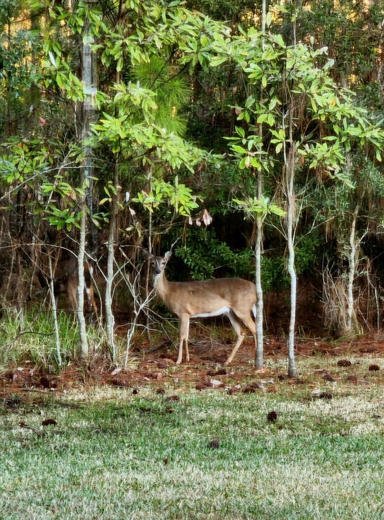 Florida White-tailed Deer