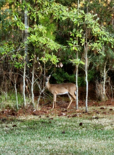 Florida White-tailed Deer