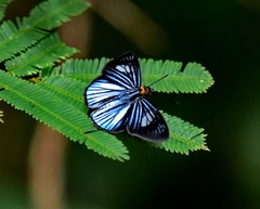 Pythonides lancea