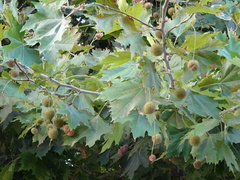 Platanus