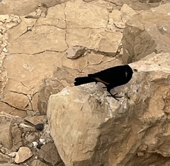 Onychognathus tristramii