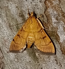 Orphanostigma haemorrhoidalis