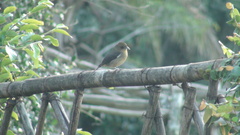 Trichothraupis melanops