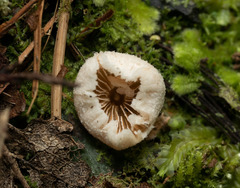 Tympanella galanthina