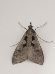 Mecyna asinalis