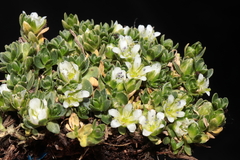 Arenaria digyna