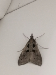 Mecyna asinalis