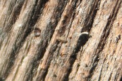 Entomobrya nivalis