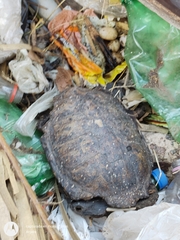 Hydromedusa tectifera