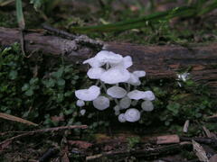 Delicatula integrella