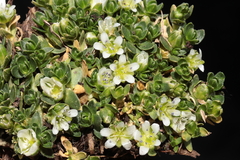 Arenaria digyna