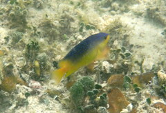 Stegastes leucostictus