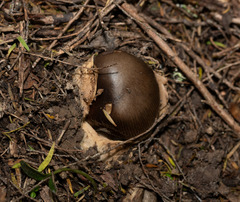 Amanita pekeoides