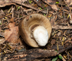 Amanita pekeoides