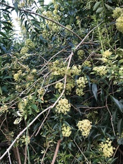 Cestrum parqui