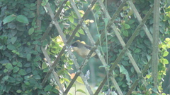 Trichothraupis melanops