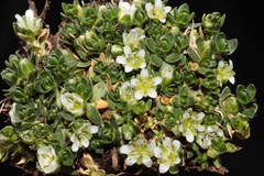 Arenaria digyna