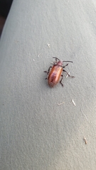 Metriolagria affinis