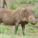 Common Warthog - Photo (c) Bernard DUPONT, some rights reserved (CC BY-SA)