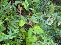 Vinca major