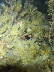 Enneapterygius atrogulare