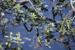 Hygrophila polysperma