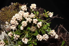 Alternanthera lupulina