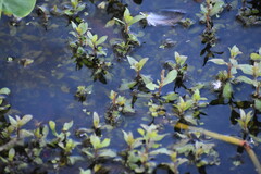 Hygrophila polysperma