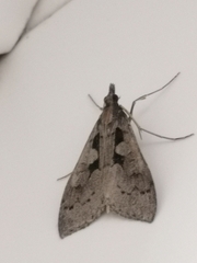 Mecyna asinalis
