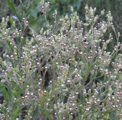 Erigeron sumatrensis