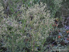 Erigeron sumatrensis
