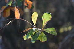 Quercus arkansana