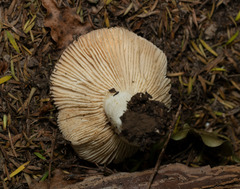 Lactifluus clarkeae