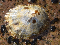 Patella caerulea