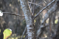 Quercus arkansana