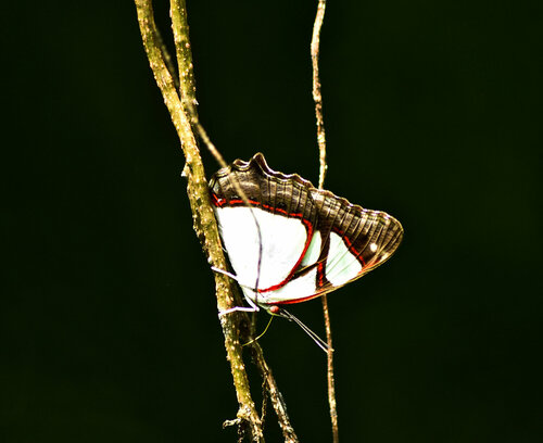 Pyrrhogyra neaerea hypsenor