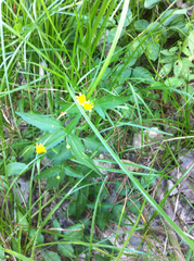 Acmella oppositifolia