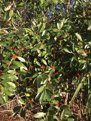 Ilex cassine