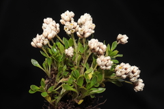 Alternanthera lupulina