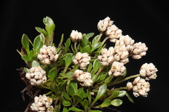 Alternanthera lupulina