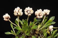 Alternanthera lupulina
